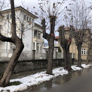 “Обезглавяването” на дърветата в българските градове “Обезглавяването” на дърветата в българските градове
